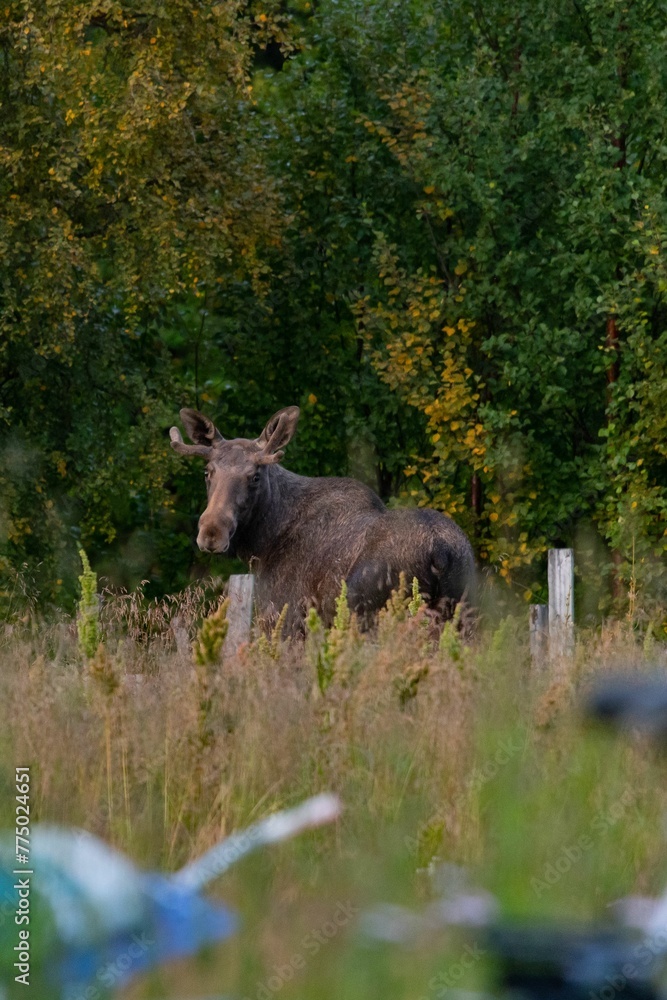 Fototapeta premium Wild moose lying on the green grass