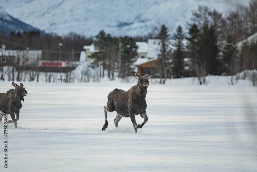 Moose running in the snowy landscape Moose running in the snowy landscape