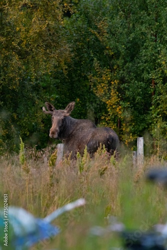 Wild moose lying on the green grass © Wirestock