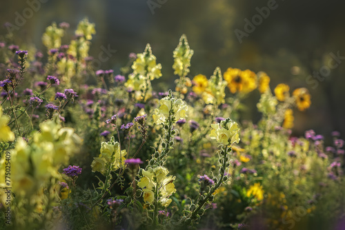 Blooming colorful sunlit meadow in back light 