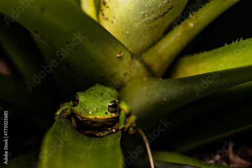 Green frog perching on plant leaf photo