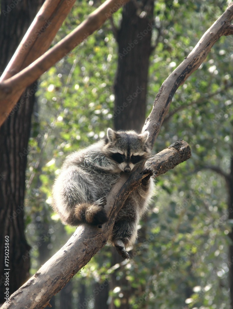 Vertical shot of a raccoon on a tree branch in the zoo
