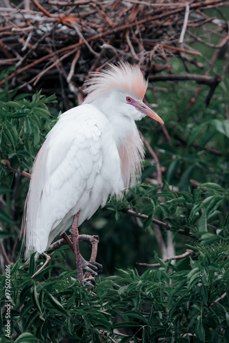 Photography Vertical shot of a fluffy cattle egret during mating season