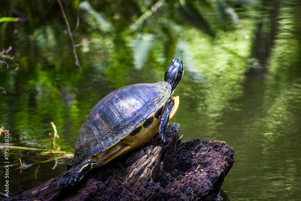 Obraz premium Turtle at the shore of a lake in the rainforest