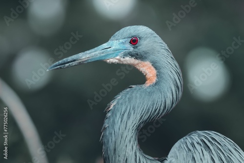 Closeup shot of a blue Tricolored Heron (Egretta tricolor) on the blurred background photo