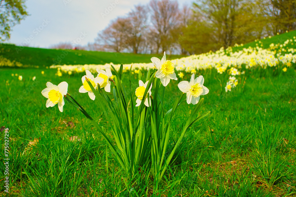 Fototapeta premium Landscape of white Daffodils on a grassy meadow on a sunny day