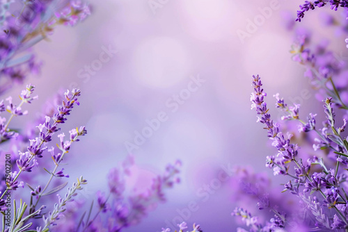 An image of a sophisticated frame of delicate lavender flowers that adds sophistication and charm to the visual appearance of photographs or greeting cards.