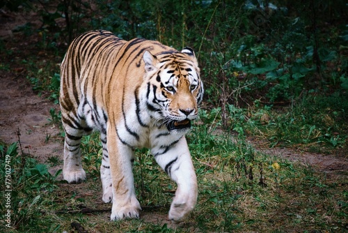 Siberian tiger walking in the zoo.