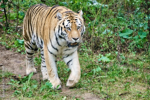 Siberian tiger walking in the forest.