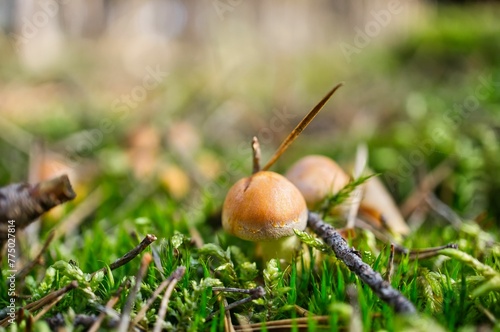 Closeup shot of the small fungi mushroom in the wild © Wirestock