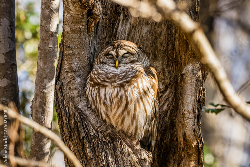 Barred Owl Sitting in a Tree