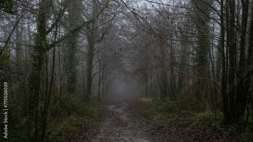 The Friston Forest on a rainy gloomy day in England
