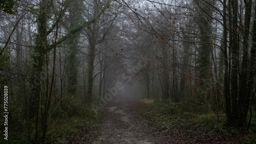 The Friston Forest on a rainy gloomy day in England © Wirestock