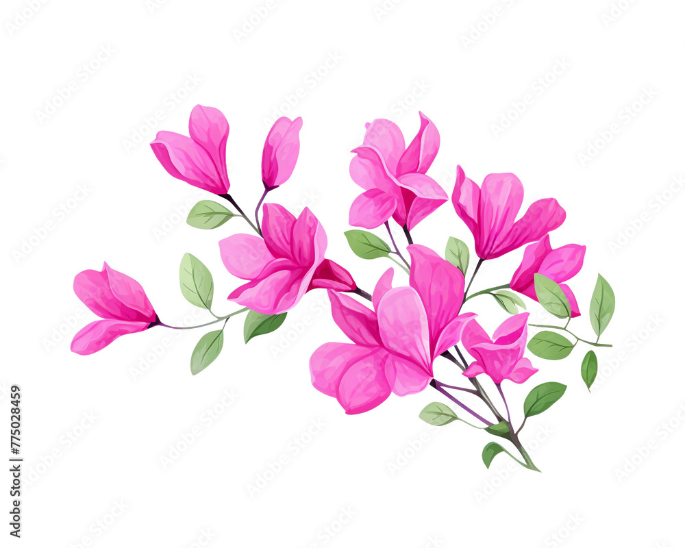 Bougainvillea flowers remove background , flowers, watercolor, isolated white background
