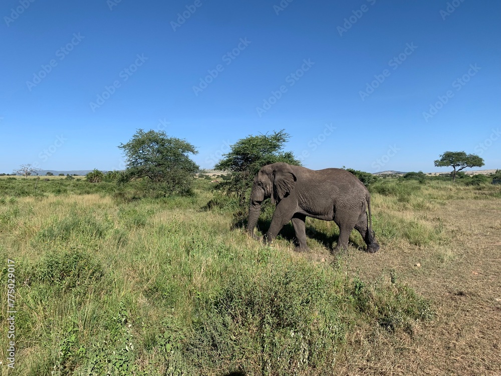 Fototapeta premium Elephants roaming freely in the Serengeti National Park, Tanzania