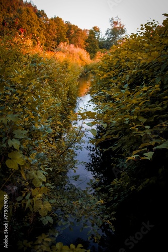 Small river in an autumn forest