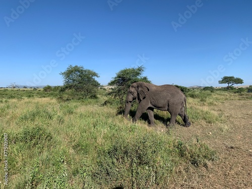 Elephants roaming freely in the Serengeti National Park, Tanzania