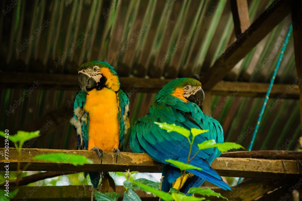 Obraz premium Closeup of two green parrots perched on wood in a zoo in daylight