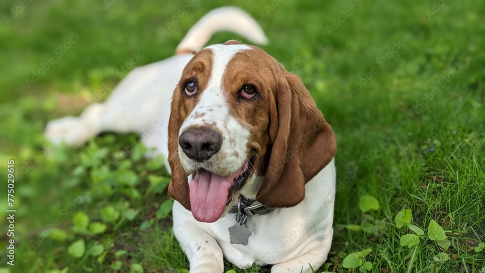 Basset Hound in Grass