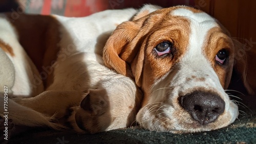 Curious Basset Hound