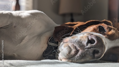 Sleeping Hound