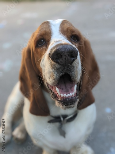 Happiest Basset Hound