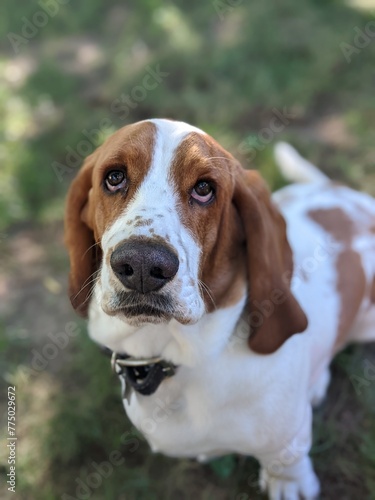 Serious Hound