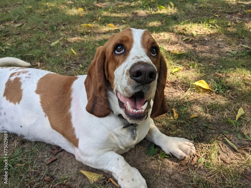 Smiling Basset Hound