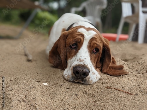 Basset Hound on Beach