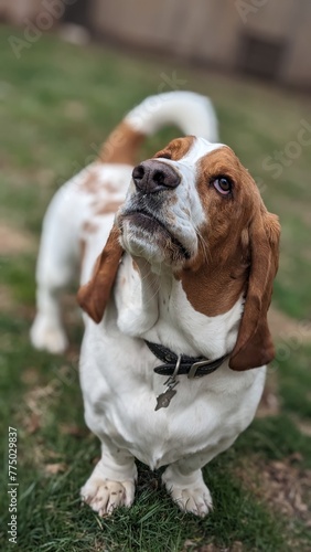 Basset Hound Looking Up