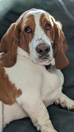 Bassett Hound Close Up