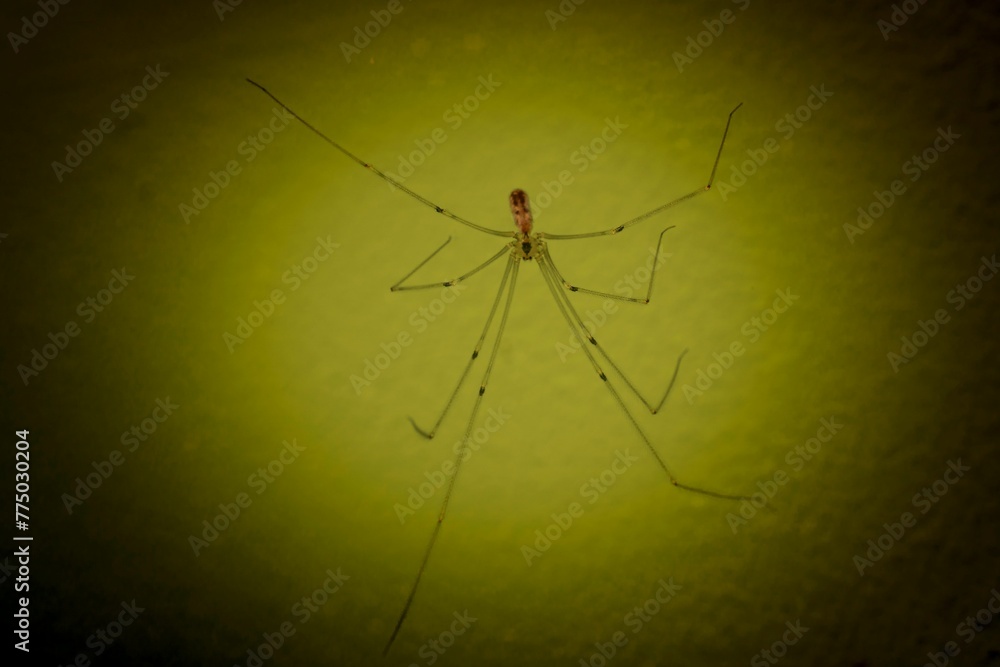 Closeup shot of a single Pholcus phalangioides spider in the yellow light. Closeup shot of a single Pholcus phalangioides spider in the yellow light.