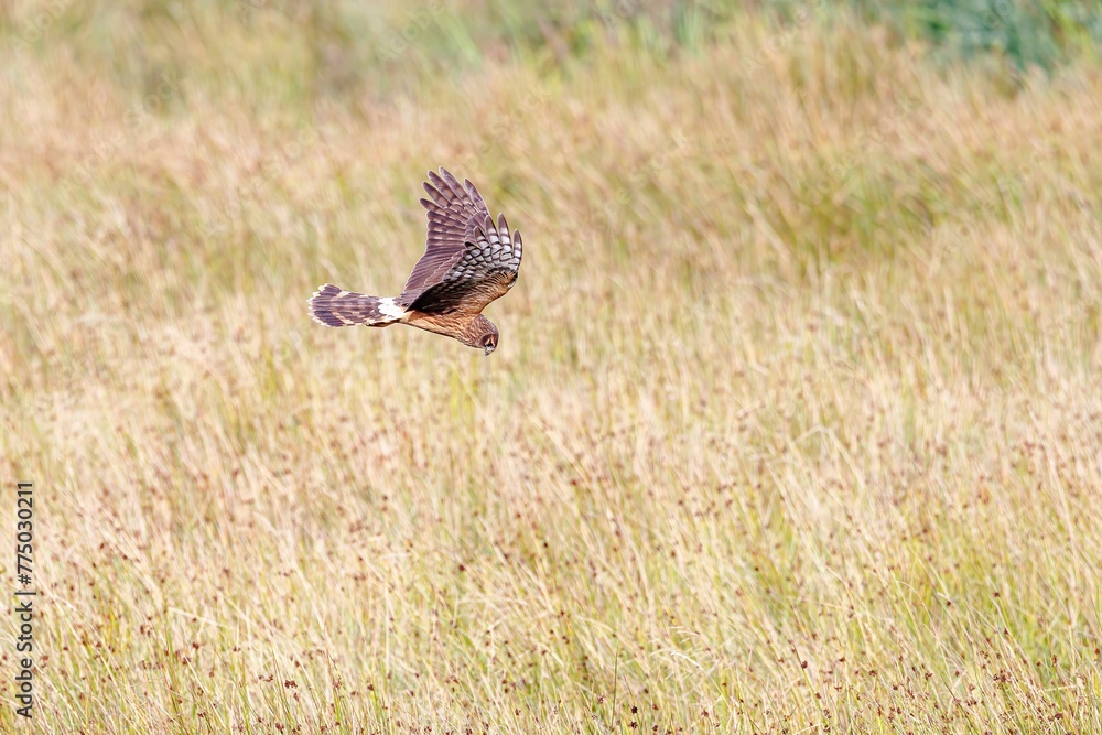 Brown female hen harrier bird flying over a rural grassy field Brown female hen harrier bird flying over a rural grassy field