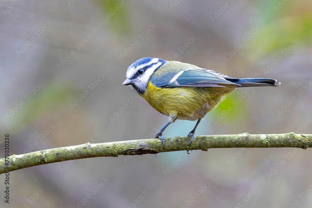 Closeup of a blue tit perched on the branch Closeup of a blue tit perched on the branch