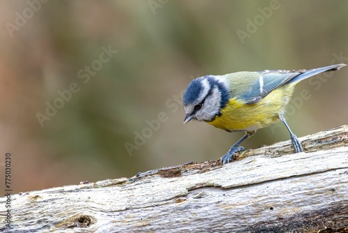 Closeup of a blue tit perched on the branch © Wirestock