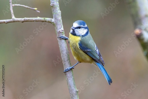 Closeup of a blue tit perched on the branch