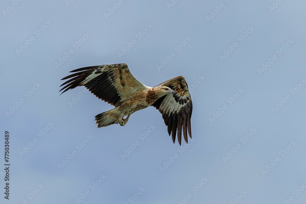 Fototapeta premium White-bellied sea eagle flying against a blue sky