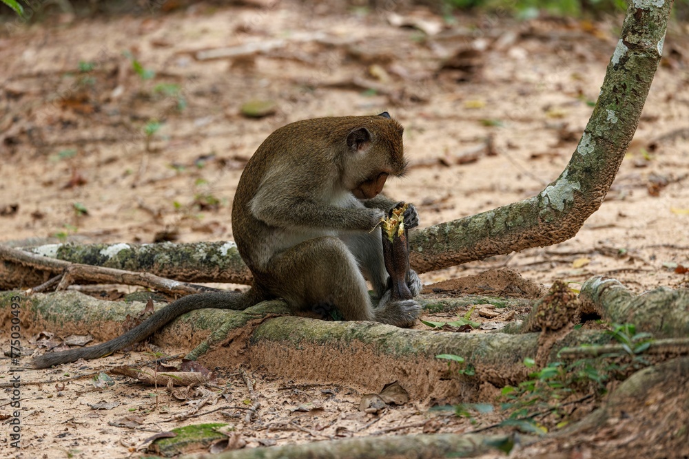 Closeup shot of the Macaque Monkey peeling a banana in Cambodia Jungle