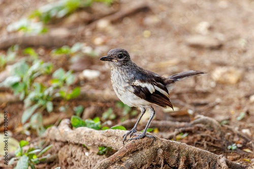 Closeup of a Magpie Robin perched on a wood
