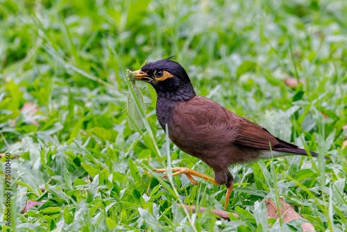 Closeup of a common myna on a grass