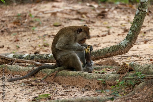 Closeup shot of the Macaque Monkey peeling a banana in Cambodia Jungle
