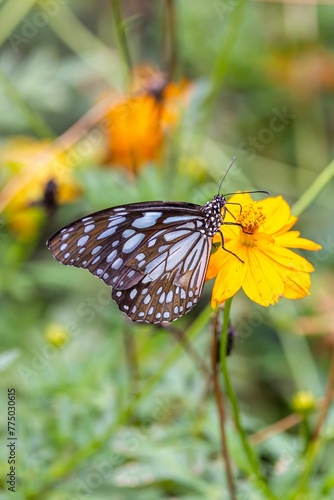 Closeup vertical shot of Glassy Tiger Butterfly on the yellow flower © Wirestock