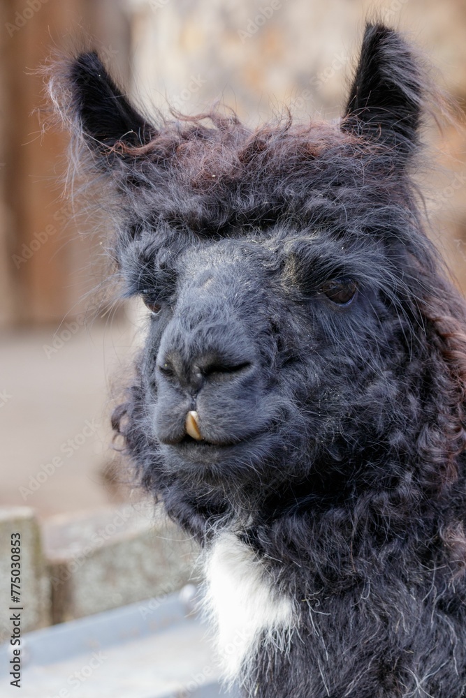 Hairy black llama in the zoo