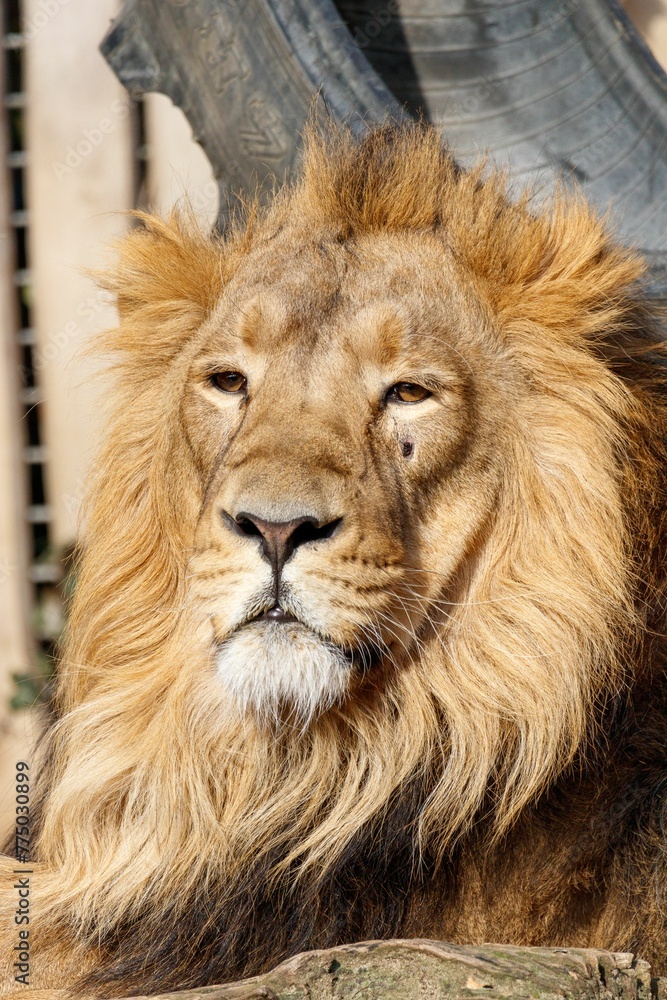 Closeup shot of a lion inside the zoo