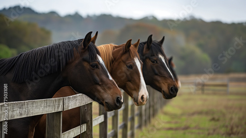 Cavalos enfileirados atr  s de uma cerca no campo 