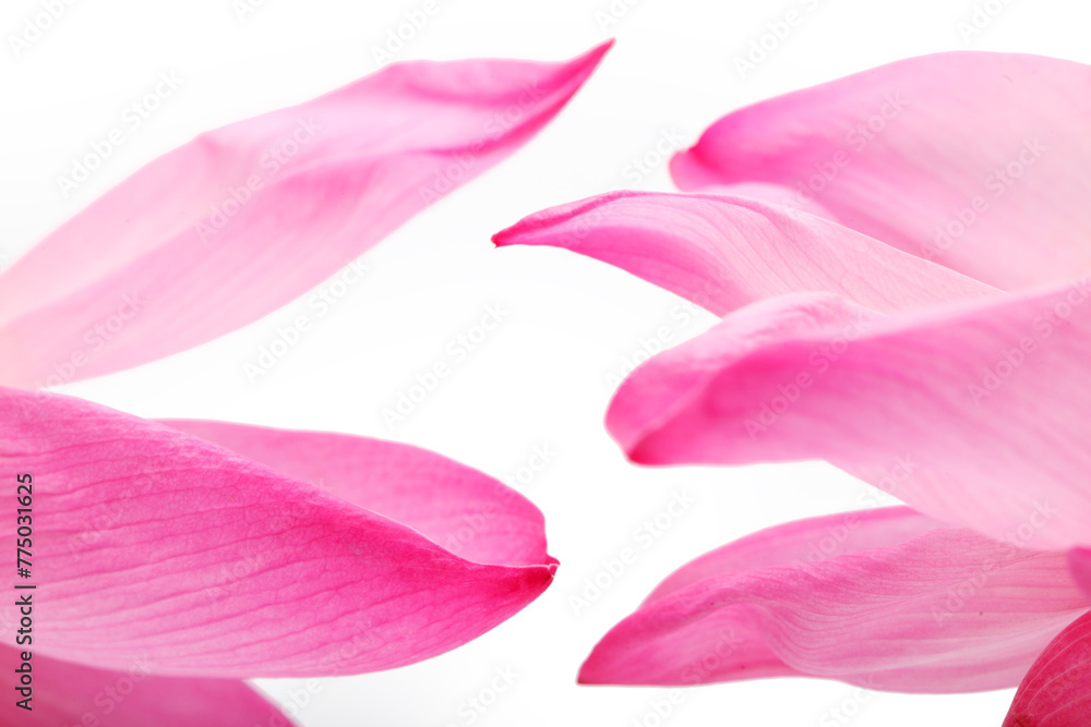 petal lotus flower petal lotus flower