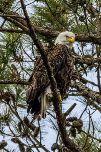 Bald Eagle Perched on a Tree Limb