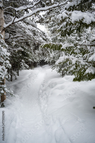 Majestic vertical shot of a winter landscape of a snowy trail in a dense forest