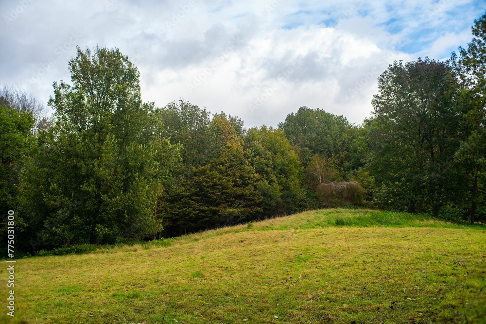 Scenic shot of a meadow during summer Scenic shot of a meadow during summer