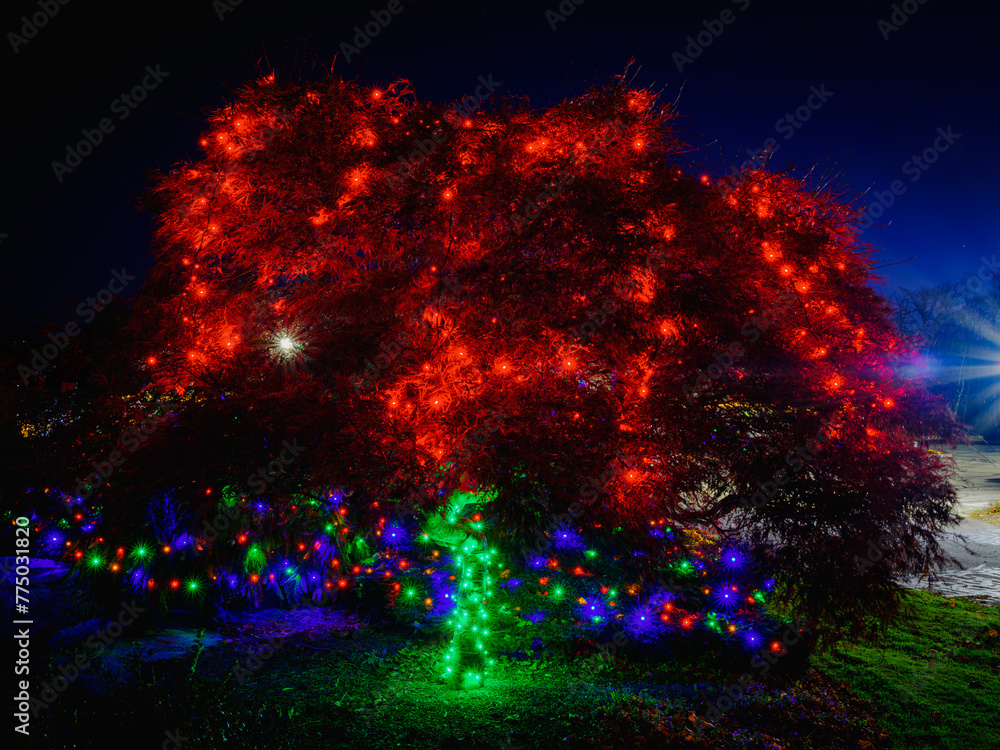 Fototapeta premium Outdoor Christmas Tree with festive lights lit at night